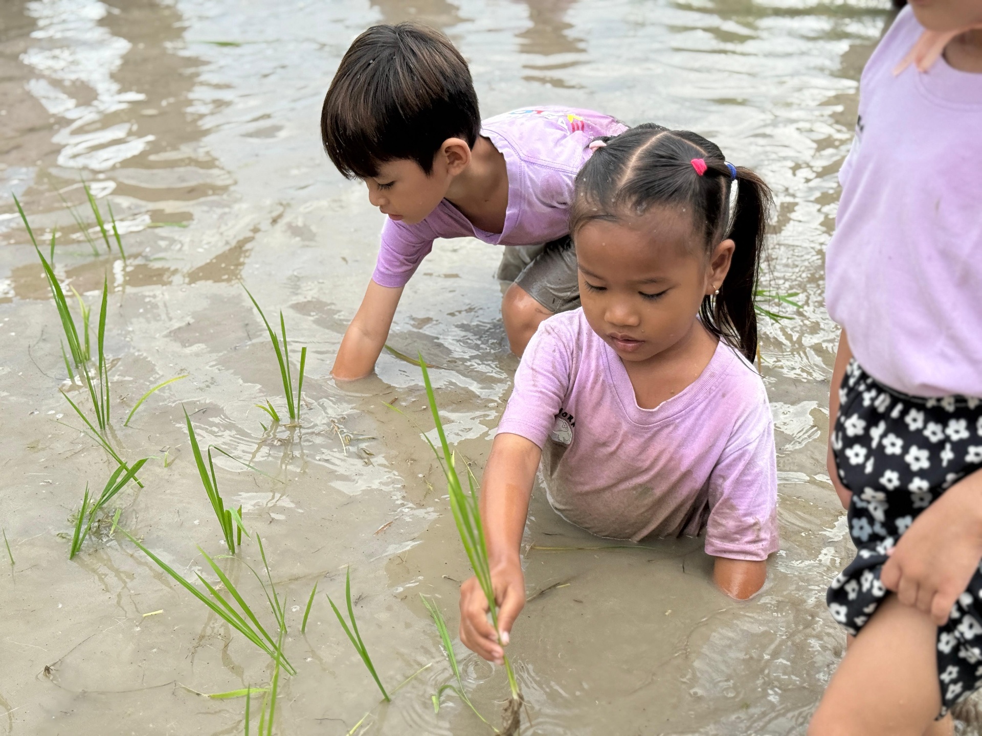 Kejora children during Rice planting in Karimunjawa